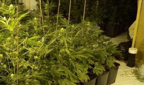 В обезлесен участък на Държавен горски фонд са открити 321