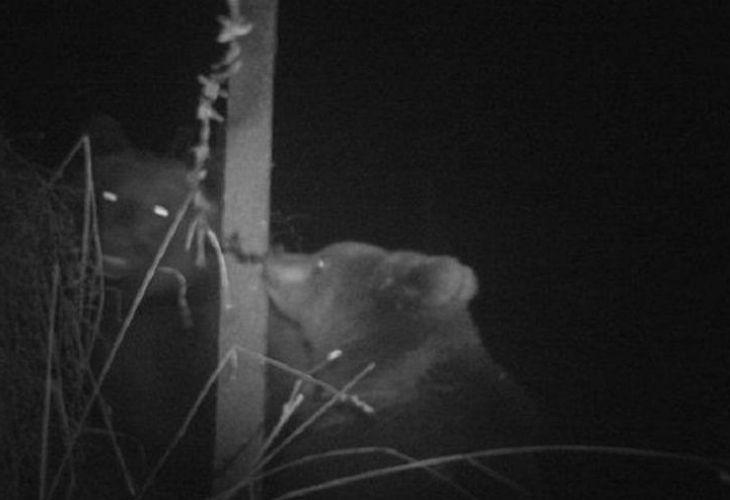 Майка с малко мече са засечени в района на ДЛС