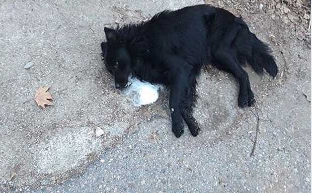 Намериха умряло куче на улица във Видин съобщиха от МВР Случаят
