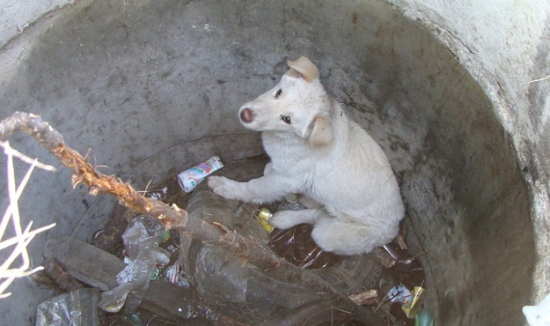 Екип на пожарната във Видин спасиха куче паднало в шахта
