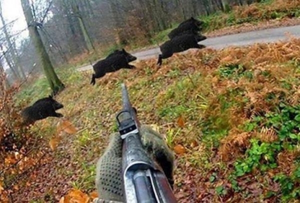 150 000 пушки са заредени да гърмят по диви прасета