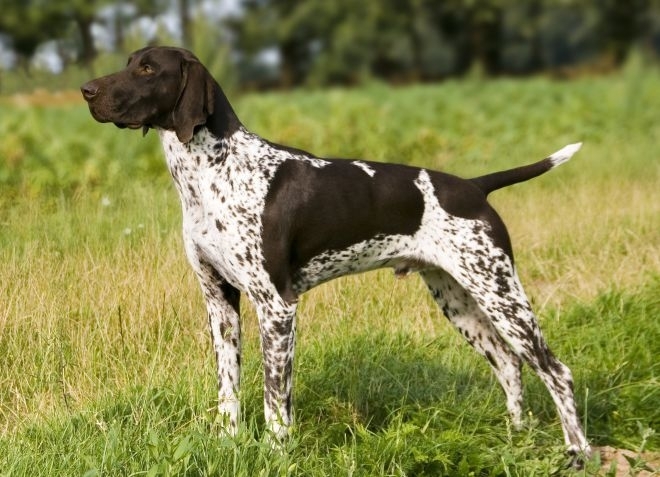 4 ловни кучета са били убити от неизвестен изрод, подхвърлил