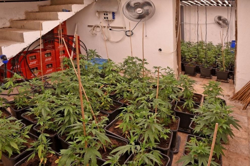 В рамките на специализирана операция днес полицията разби наркооранжерия с