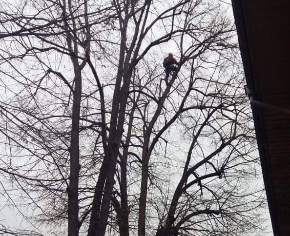 След четиридневно бедстване в короната на над 10 метрово дърво в