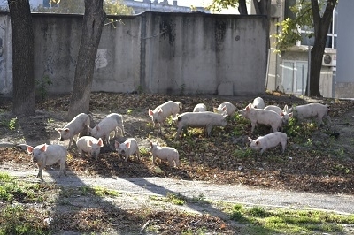Стадо от петнайсетина прасета се разходи в района на Зоната