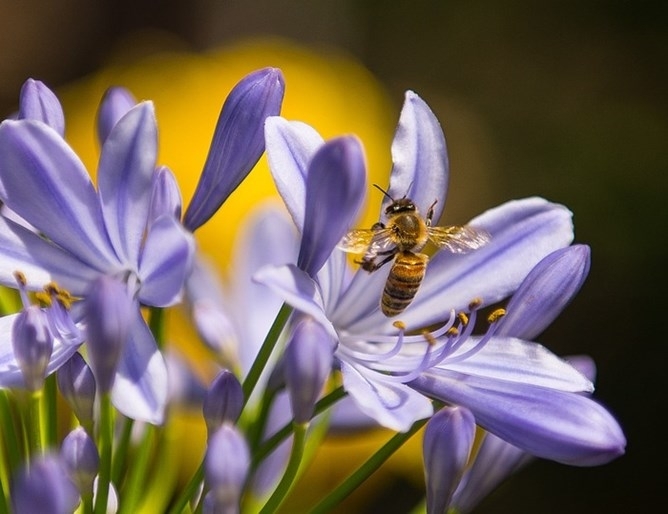 Израелски учени установиха че под звуците издавани от крилата на