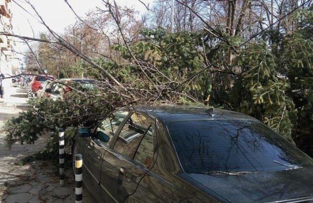 Клони се стовариха със страшна сила върху кола в пловдивския