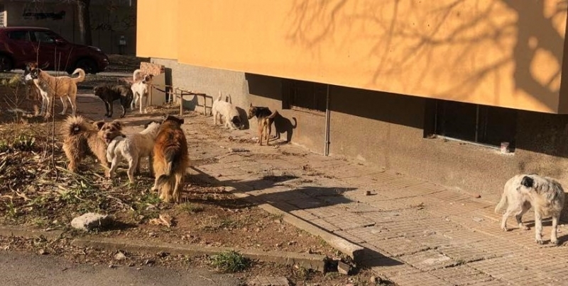 Неизвестни хора продължават да изхвърлят бездомни кучета по улиците във