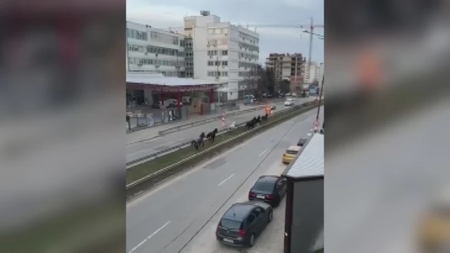 Стадо безстопанствени коне препускат по бул Андрей Ляпчев в столичния