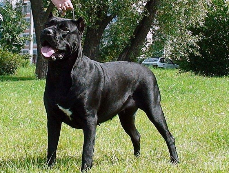 Прокуратурата разследва тежък инцидент Мъж е бил нападнат и убит