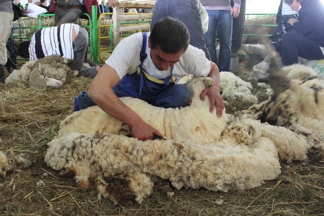 Стадото се стриже и ще се стриже до голо