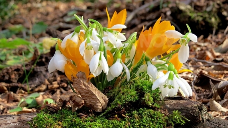 Изпращаме февруари с температури до 12 градуса