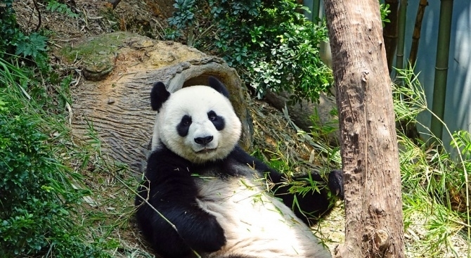 Продължава посещението на китайския президент Си Дзинпин в Русия Той