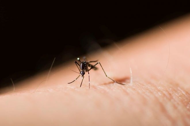Комарите могат да бъдат по опасни от кърлежите Това коментира