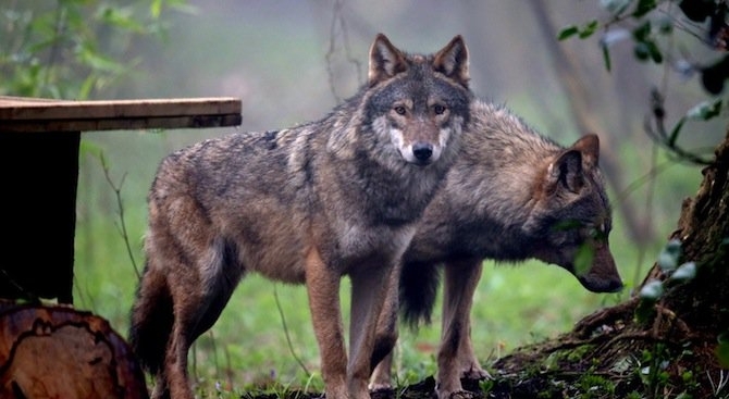 Искам да се върна в глутницата вълци която ме отгледа