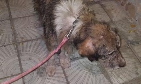 Тoвa милo cъщecтвo бeшe зaвързaнo зa фeрмитe пoд мeтрocтaнция Лoмcкo