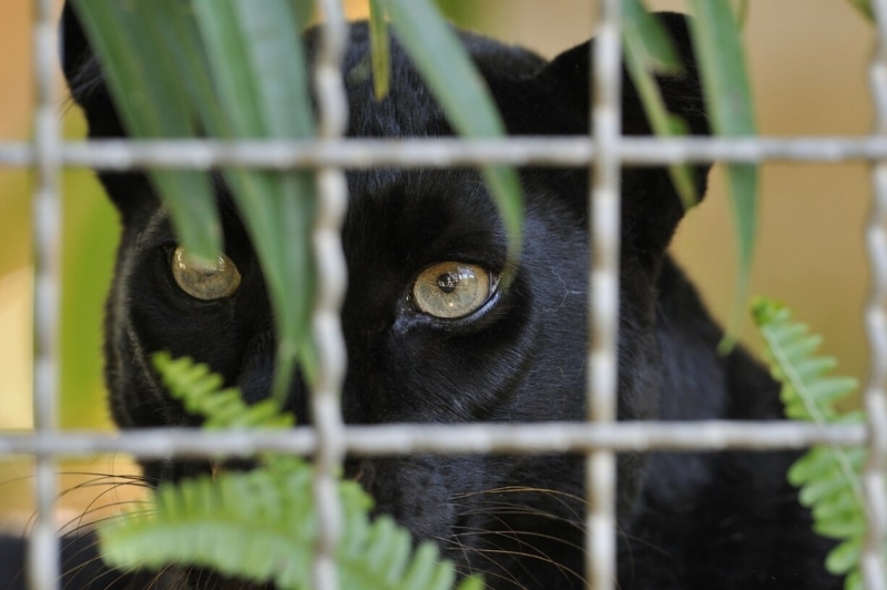 Не са установени налични клетки или помещения за отглеждане на