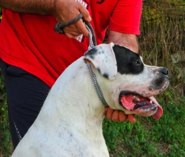 Огромно куче е нападнало и брутално е нахапало млада жена