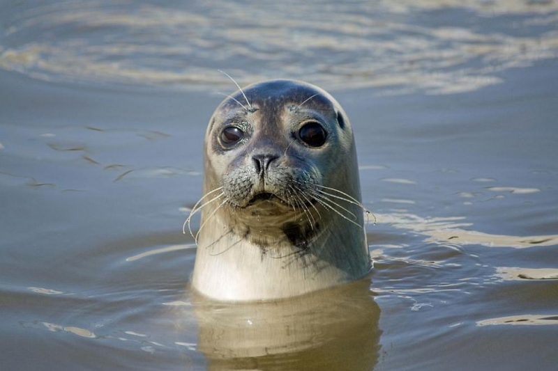 Около 2500 тюлена са открити мъртви на брега на Каспийско