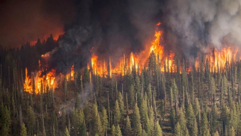 За поредна година степни пожари обхванаха обширни територии в някои