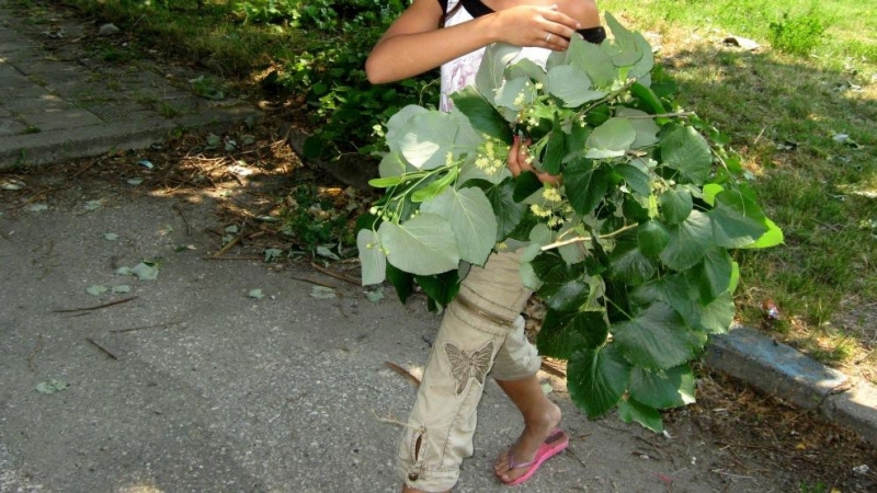 Кметовете на Враца Видин и Монтана издадоха заповеди за забрана