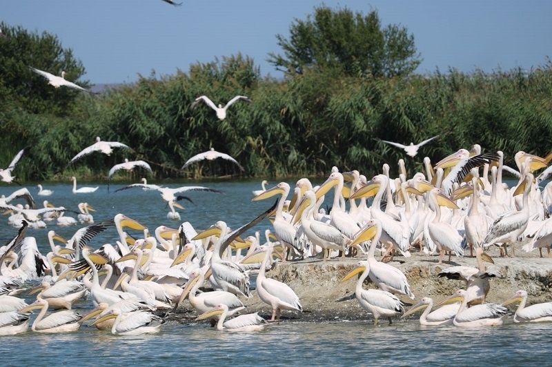 Започна 46 тото преброяване на зимуващите водолюбиви птици в България В него