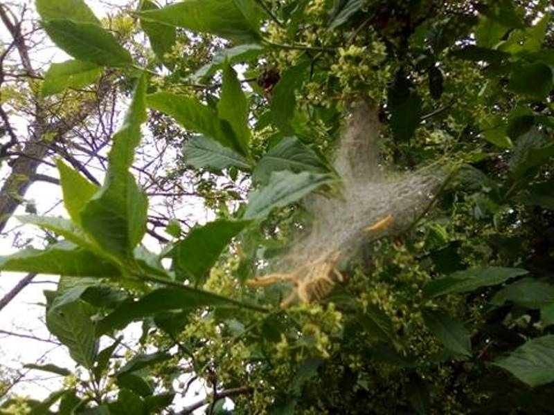 Гъсеници отново са нападнали листата на дърветата във Врачанско съобщи