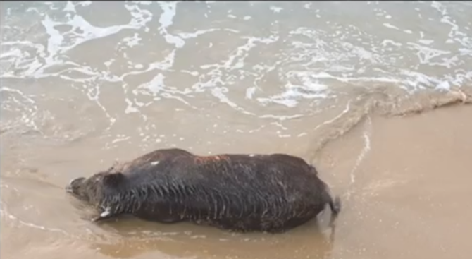 Морето изхвърли умряло диво прасе на плажа между Черноморец и