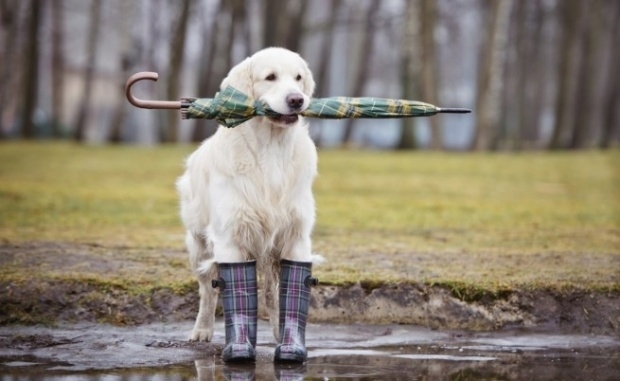 На празничния 6 май дъжд ще вали над цялата страна а