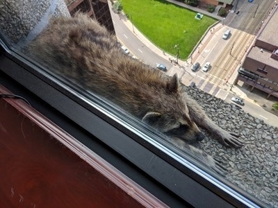 Енотът който изкачи 25 етажен небостъргач в Сейнт Пол Минесота