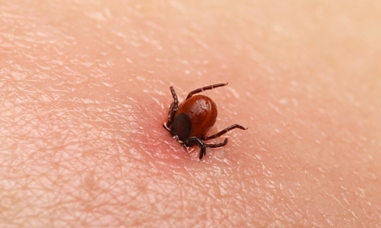 46 годишна жена от монтанското село Лехчево е заболяла от марсилска