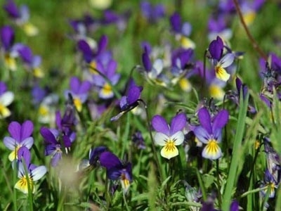 Днес обаче ще бъде почти тихо с минимални температури между