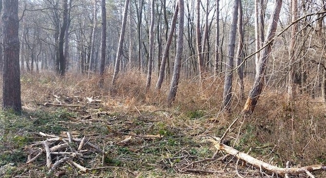 23 годишен мъж е пострадал тежко при незаконен добив на дървесина