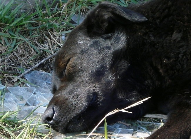 Полицията разследва убийство с отрова на куче в Ломско съобщиха