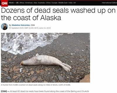 Десетки тюлени са открити мъртви по западното крайбрежие на Аляска