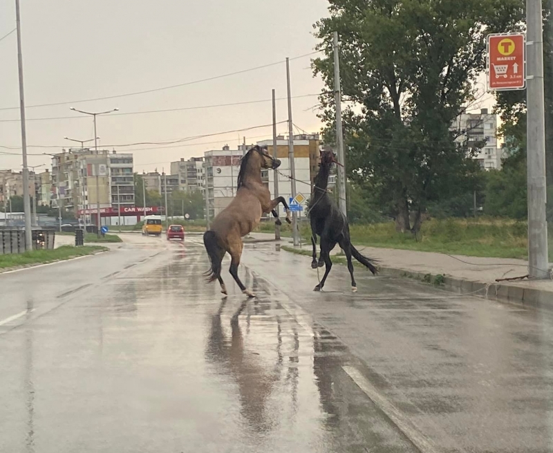 Поредната странна случка в западащия Видин разбуни духовете във фейсбук