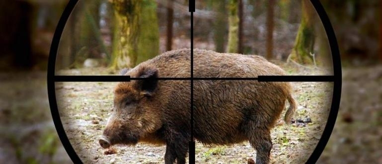 Днес се открива сезонът за групов лов на дива свиня