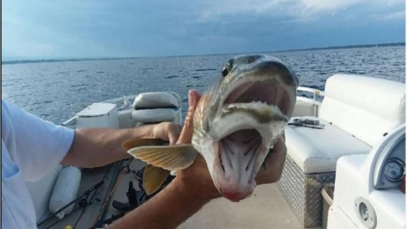 Жена улови риба с две усти в езерото Шамплейн в
