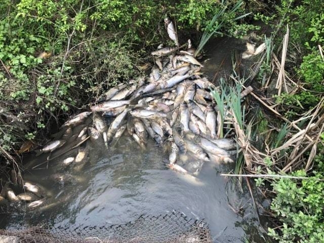 След проверка на Изпълнителната агенция по рибарство и аквакултури в