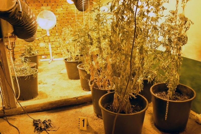 Домашна наркооранжерия и двама притежатели на дрога са били установени