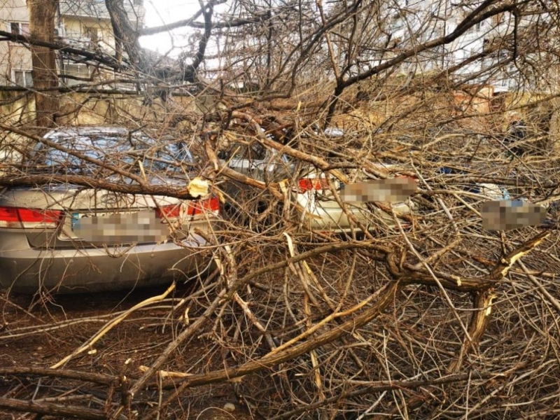 Дърво се стовари върху пейка с три деца в Пловдив