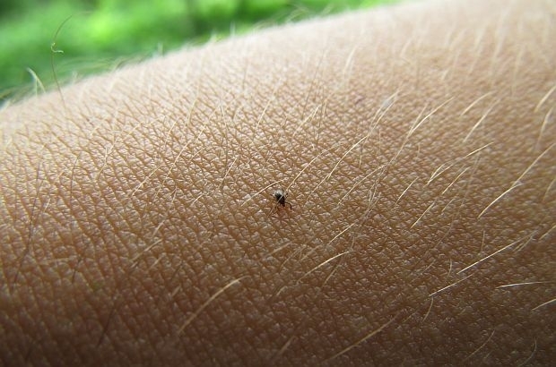 Пазете се! Заразените с лаймска болест се увеличиха двойно
