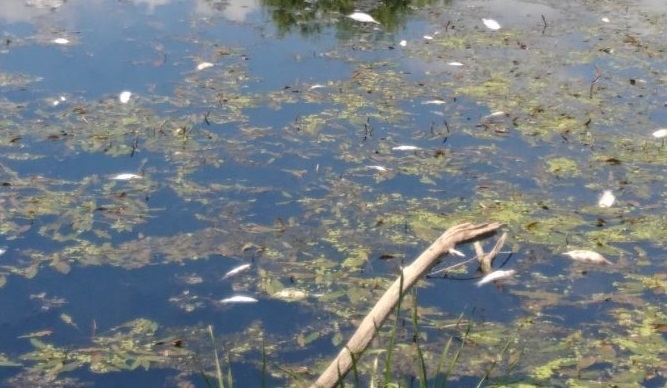 Експертите от регионалната инспекция по околната среда и водите в