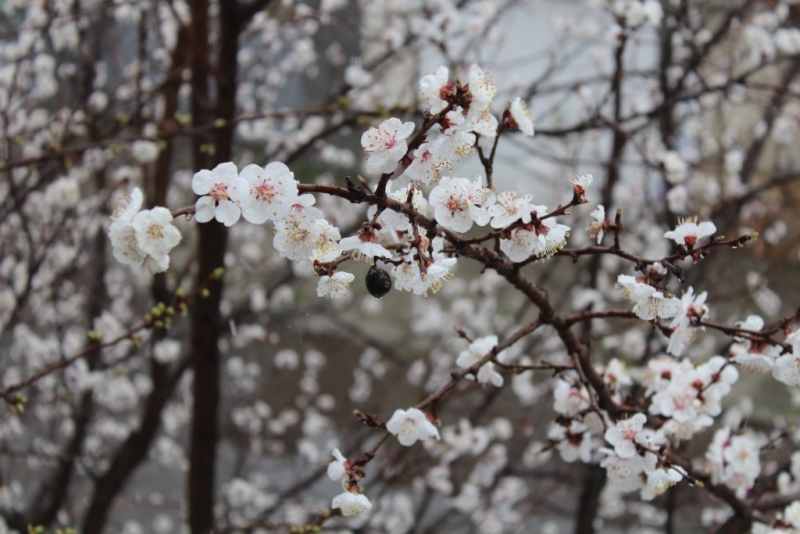 В сутрешните часове на места главно в източните райони видимостта