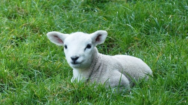 Хлапак открадна агне от къща във врачанско село съобщиха от