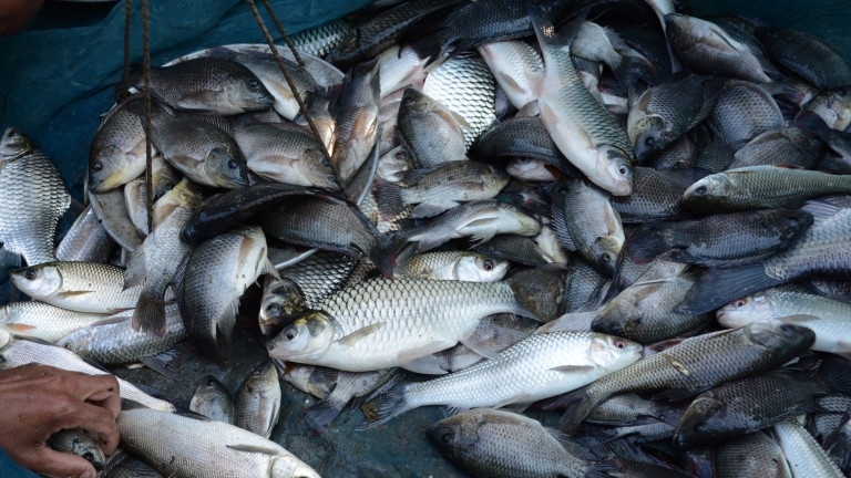 Разследват причините за измирането на огромно количество риба в язовир