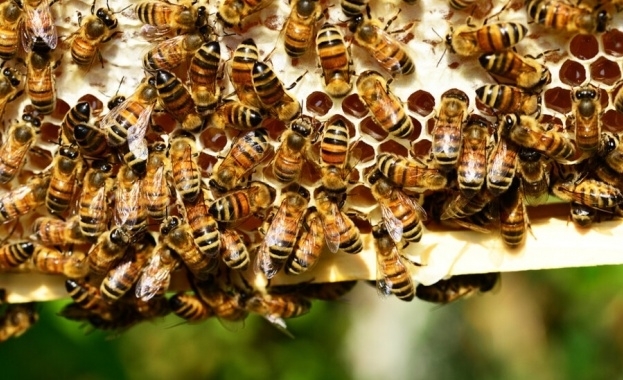 Федерацията на българските пчелари ФБП отчита изключително висока смъртност сред пчелите