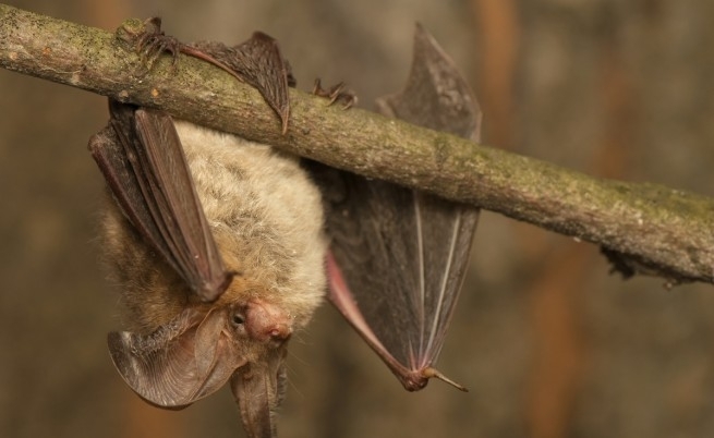 Нов коронавирус пренасян от прилепи и виновен за смъртта на