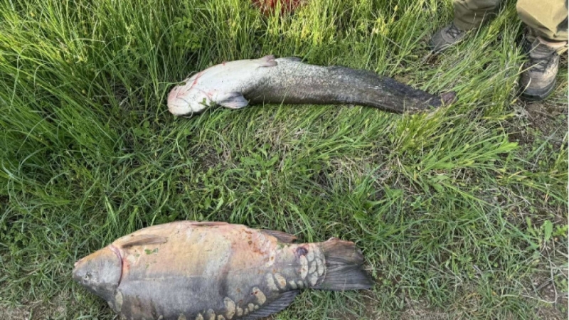 Заловиха трима бракониери на риба на монтанския язовир Огоста Нарушителите