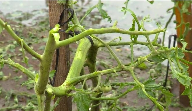 Пороите унищожават реколтата в Северозапада научи BulNews Земеделците в Северозападна България